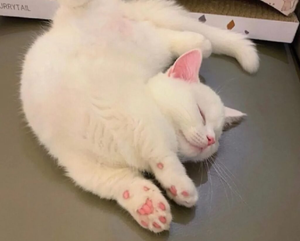 gatto bianco contorsionista
