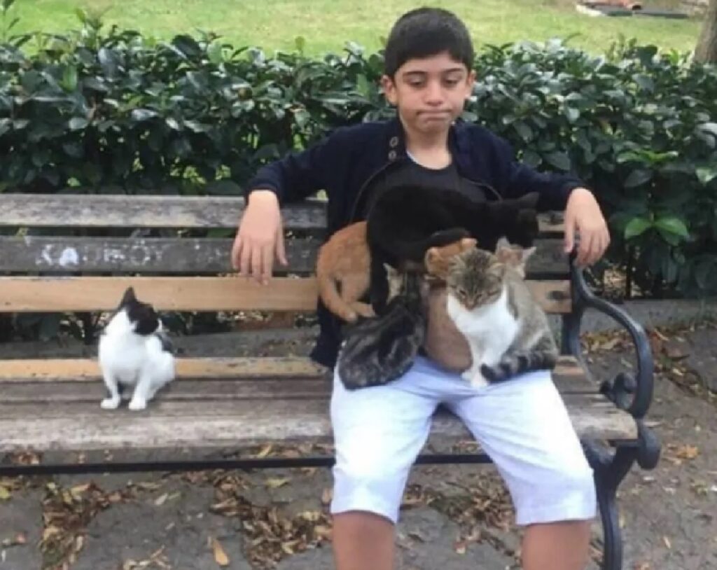 ragazzo assalito da gatti