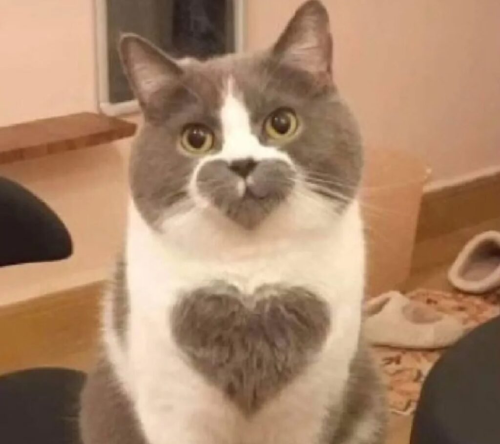 gatto cuore sul pelo