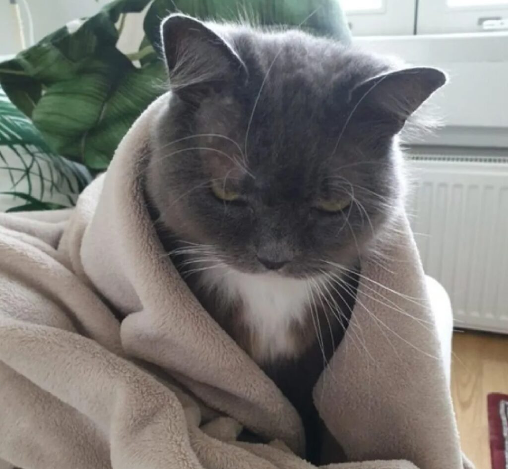 gatto sotto coperta