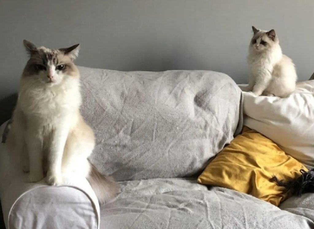 gatti sul divano grigio