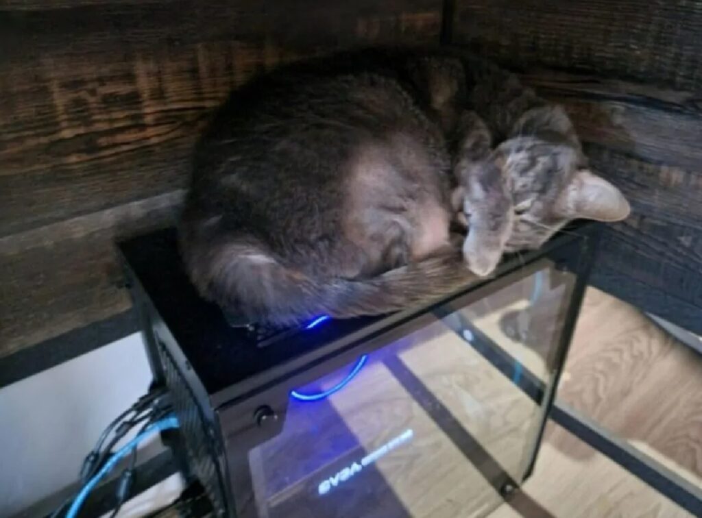 gatto dorme sul server