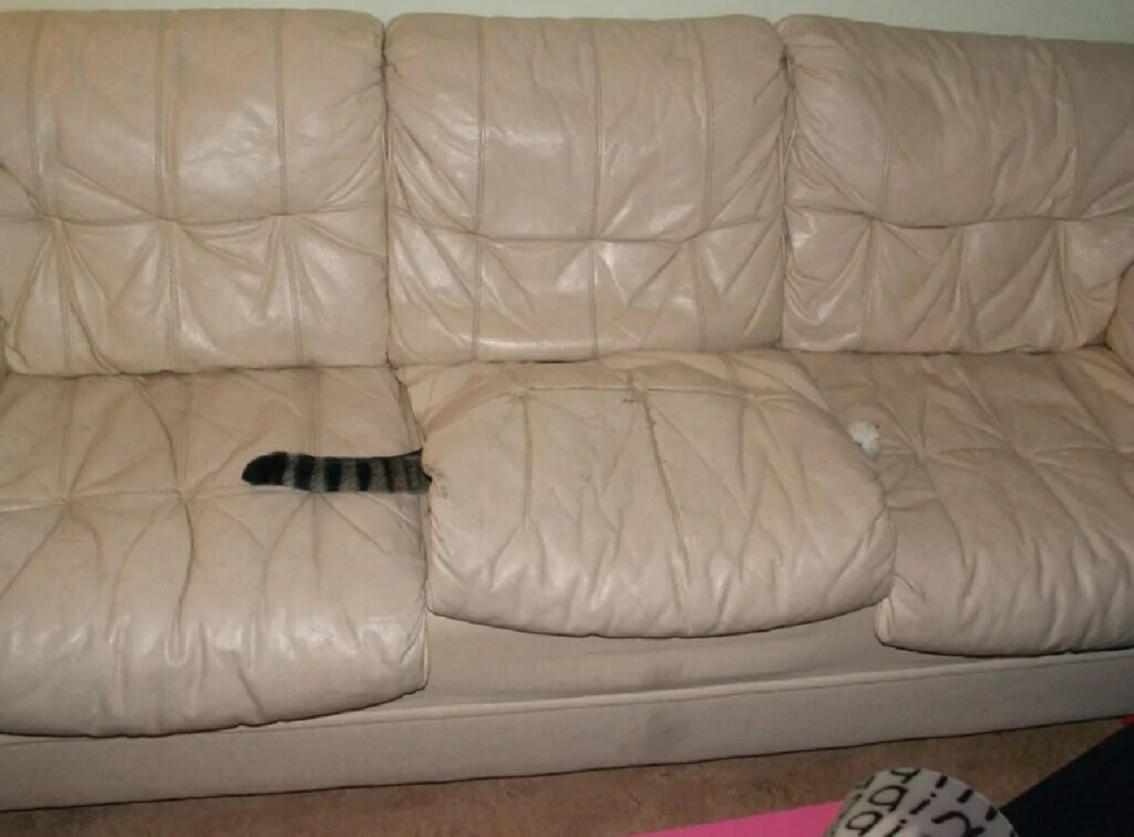 gatto sotto cuscino divano