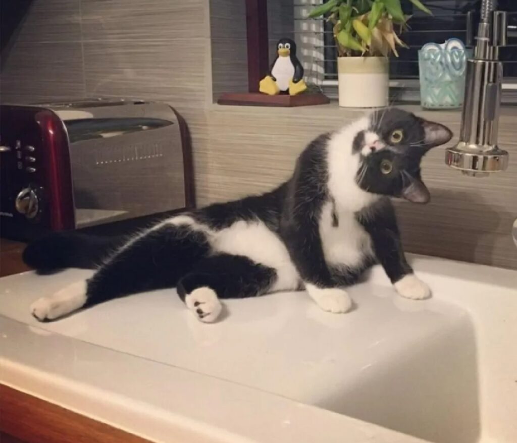 gatto posa vicino lavabo
