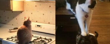 gatti che vivono momenti di pazzia