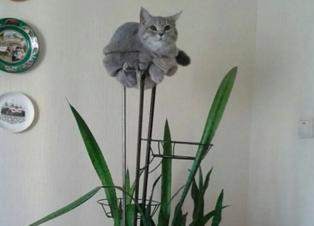 gatto osmosi con pianta