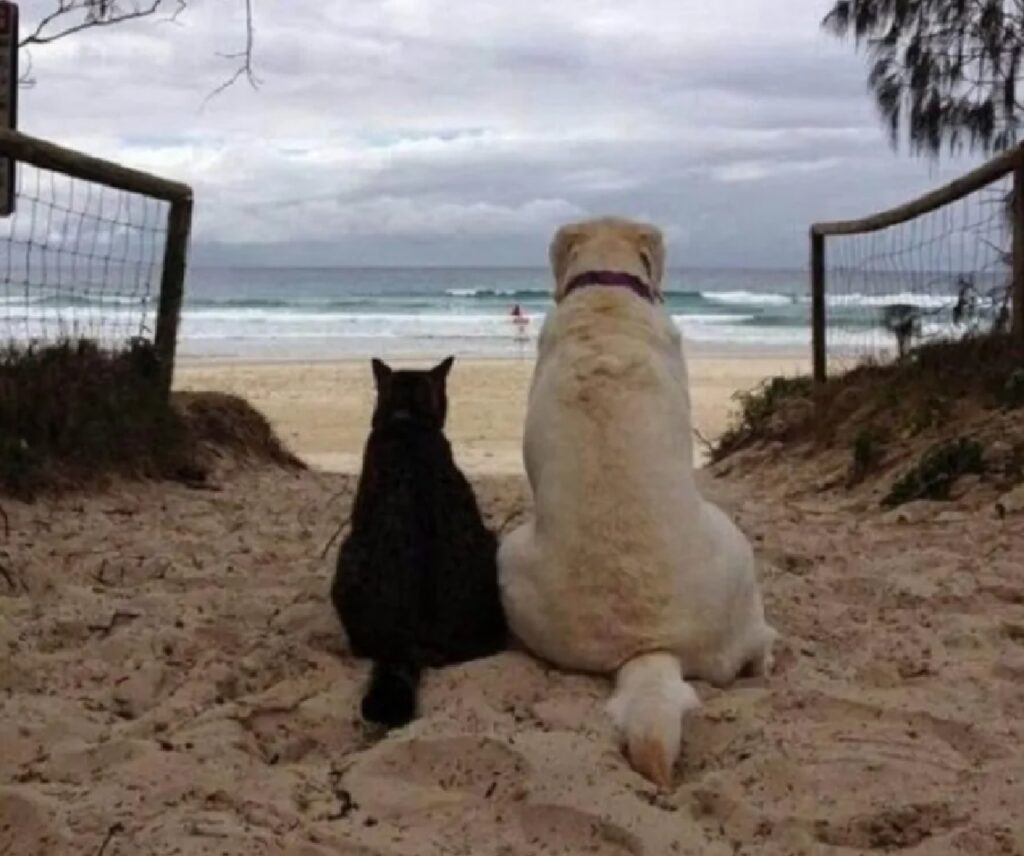 cane e gatto spiaggia tramonto