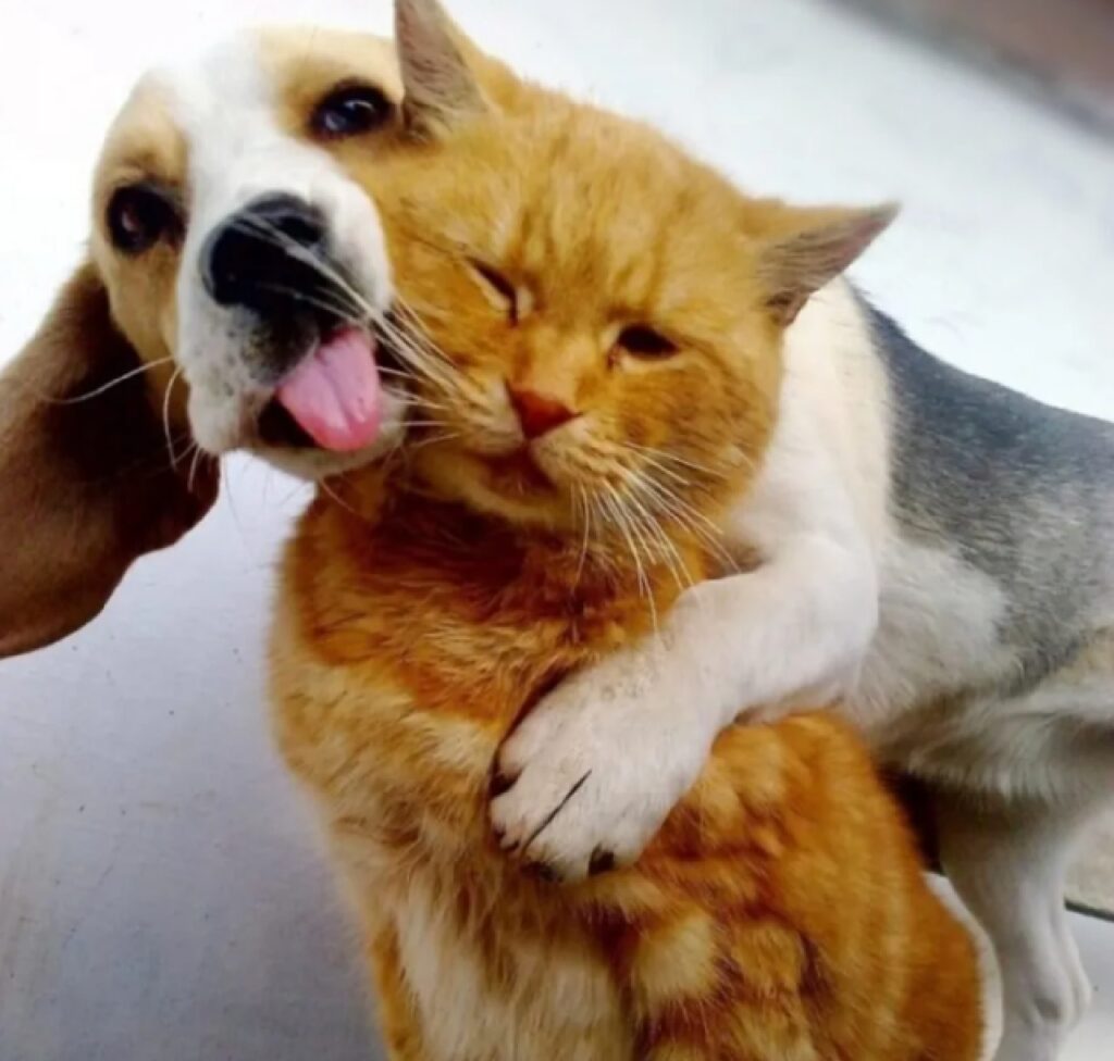 cane abbraccio caloroso gatto