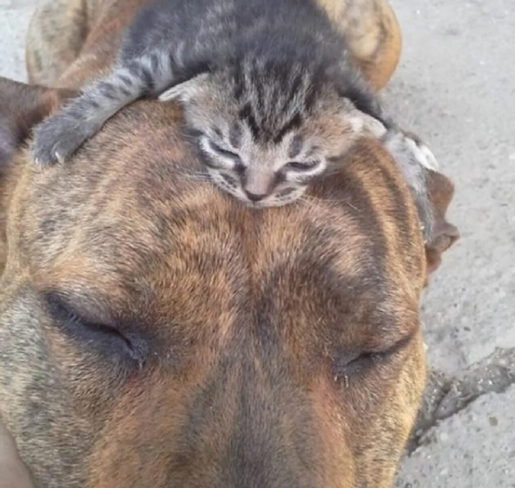 gatto piccolo su testa del cane