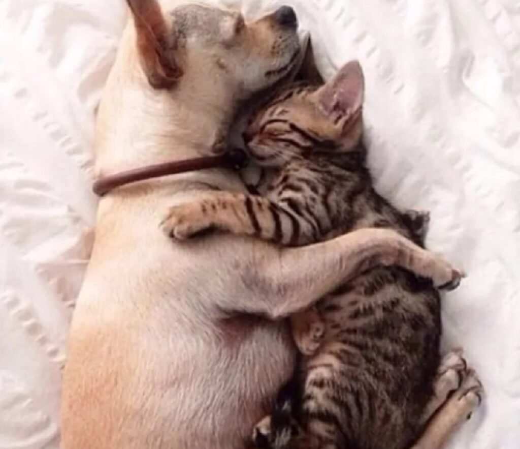 cane e gatto si abbracciano