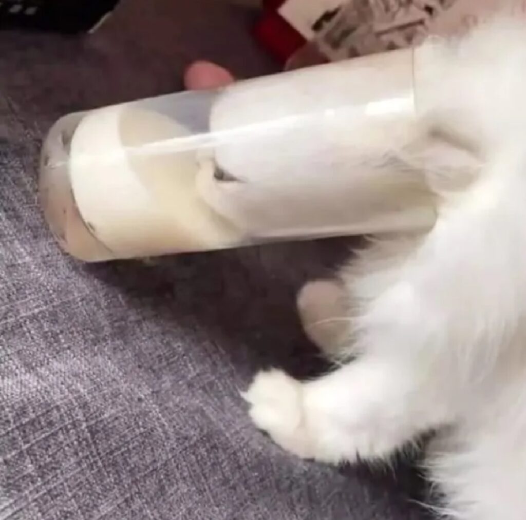 gatto bianco beve latte