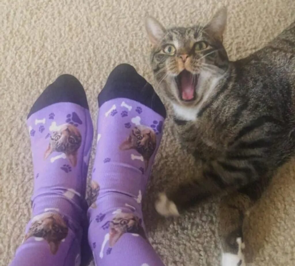 gatto soriano calzini speciali