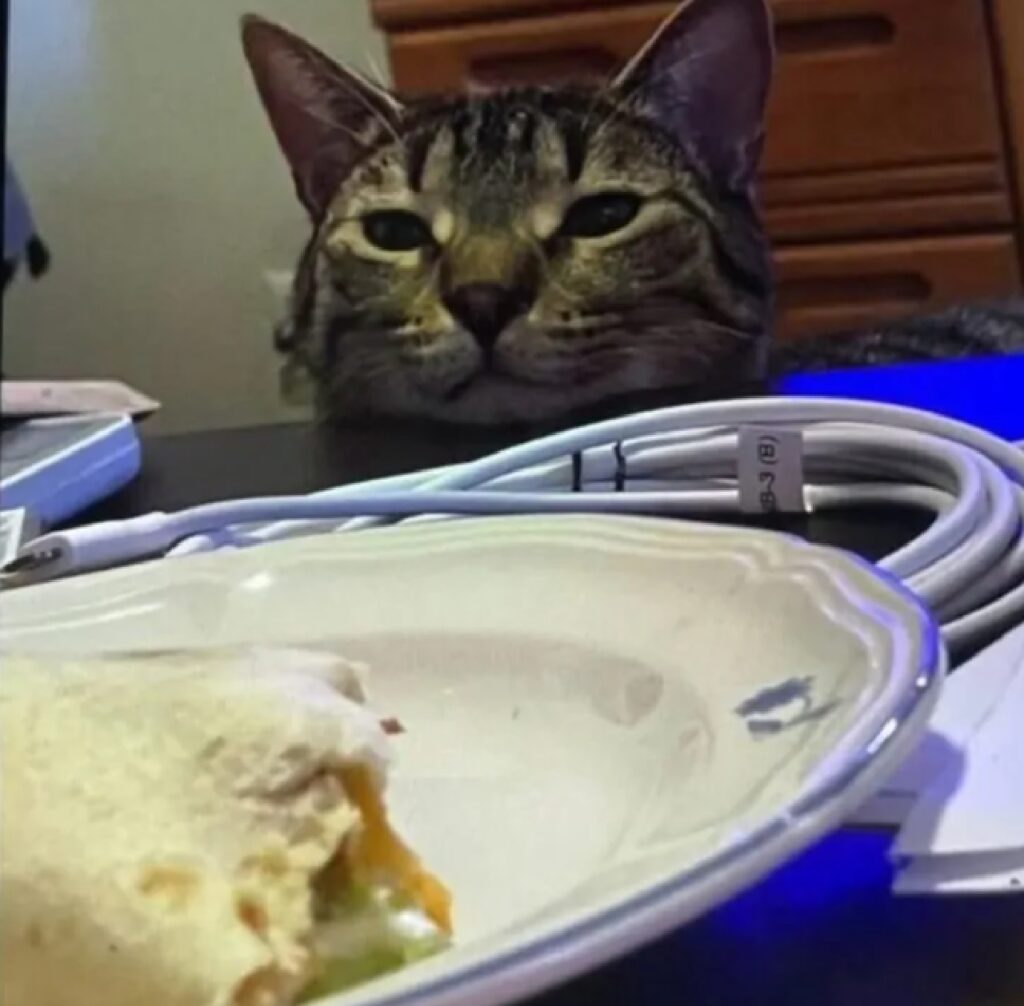 gatto osserva cibo