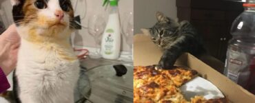gatti che potevano essere tutto hanno scelto di diventare ladri