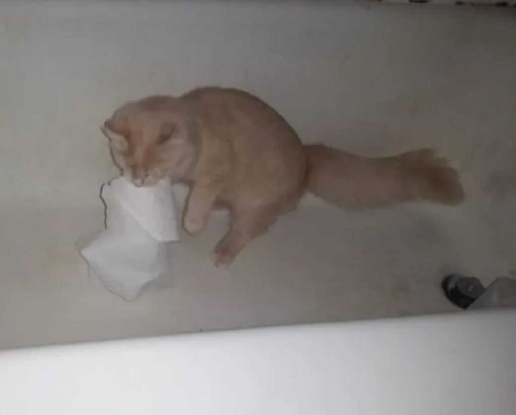 gatto ruba carta igienica
