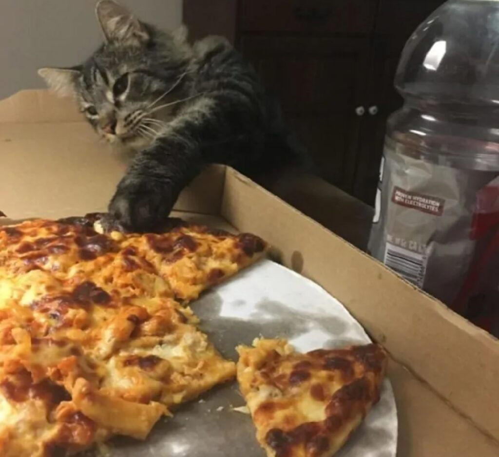 gatto zampe su pizza