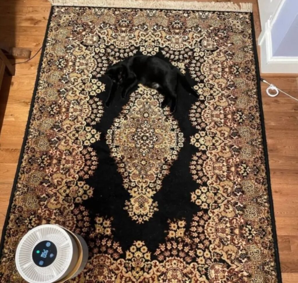 gatto nero tappeto marroncino