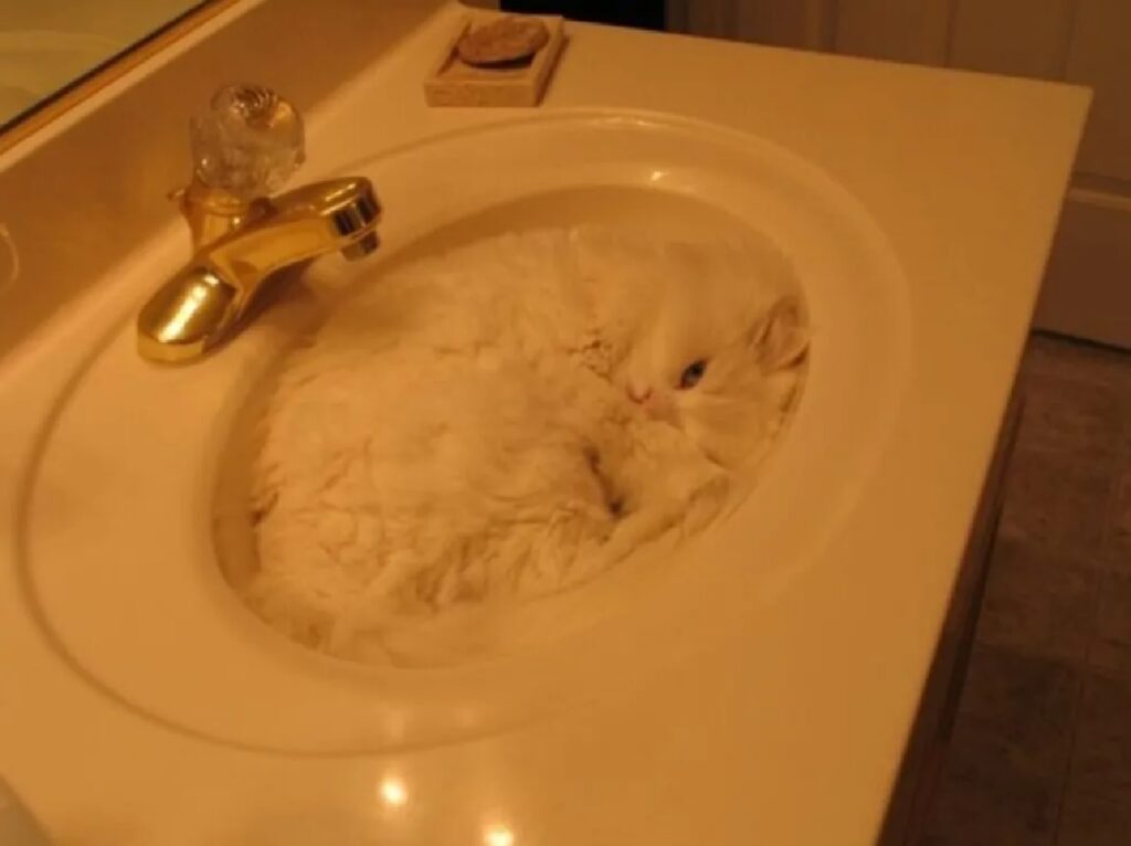 gatto pelo bianco come lavabo