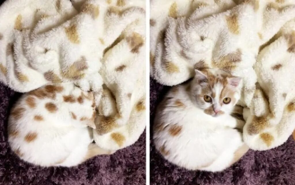 gatto coperta stesso colore
