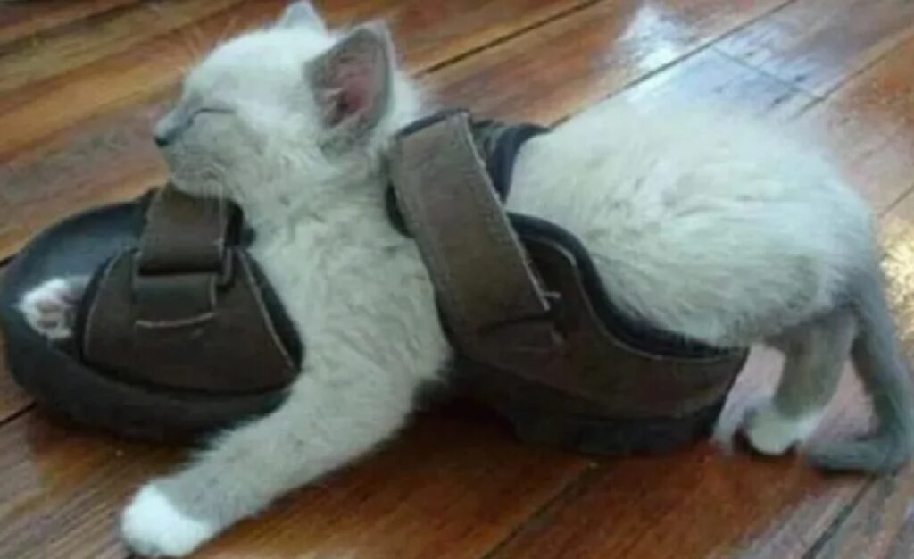 gatto dorme su sandalo