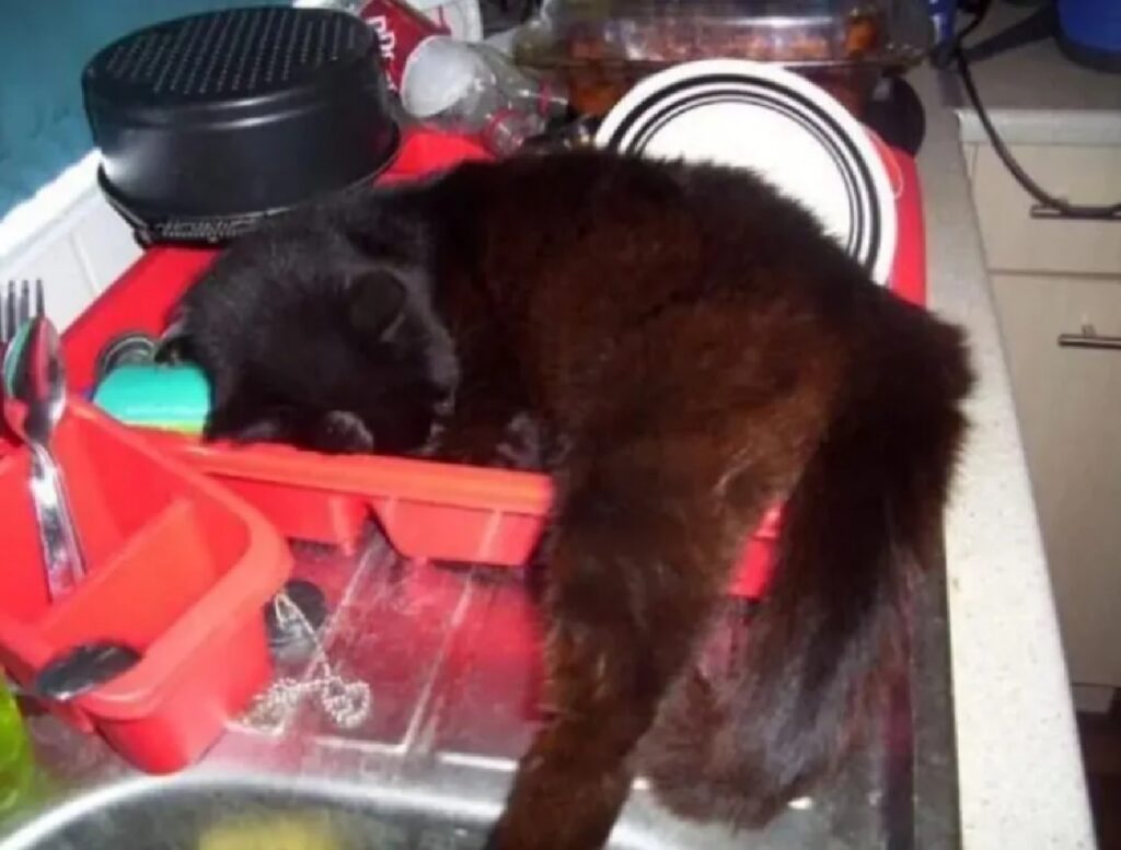 gatto dorme sul lavabo