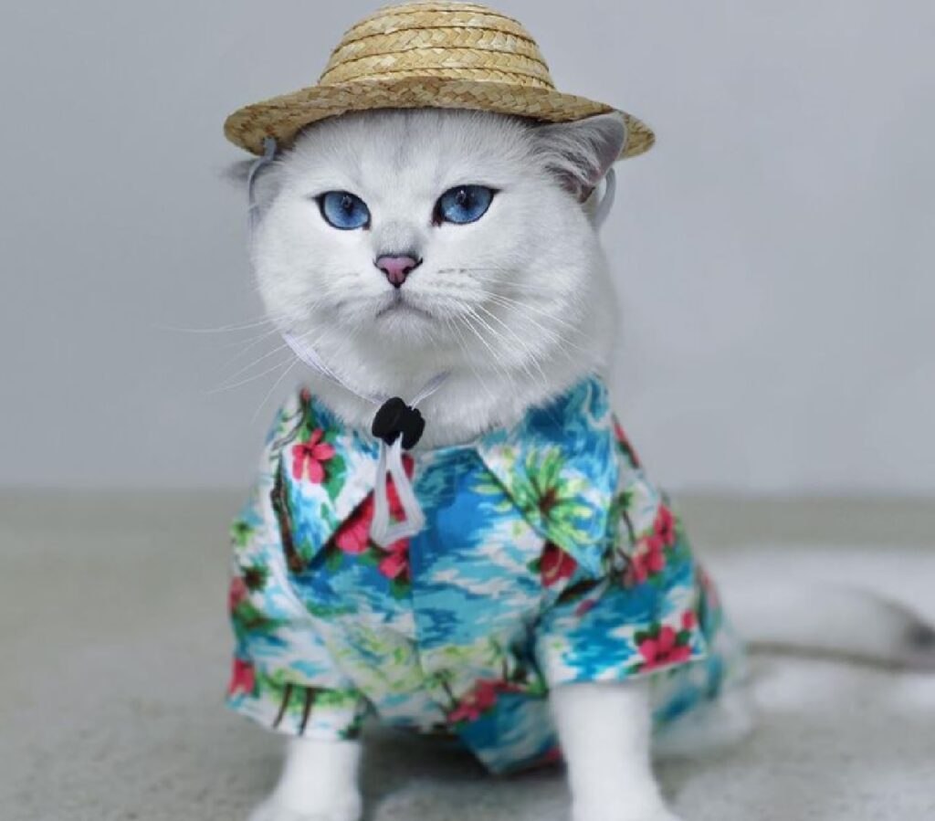 gatto vestito bene