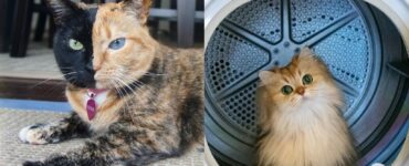 gatti che hanno conquistato la rete