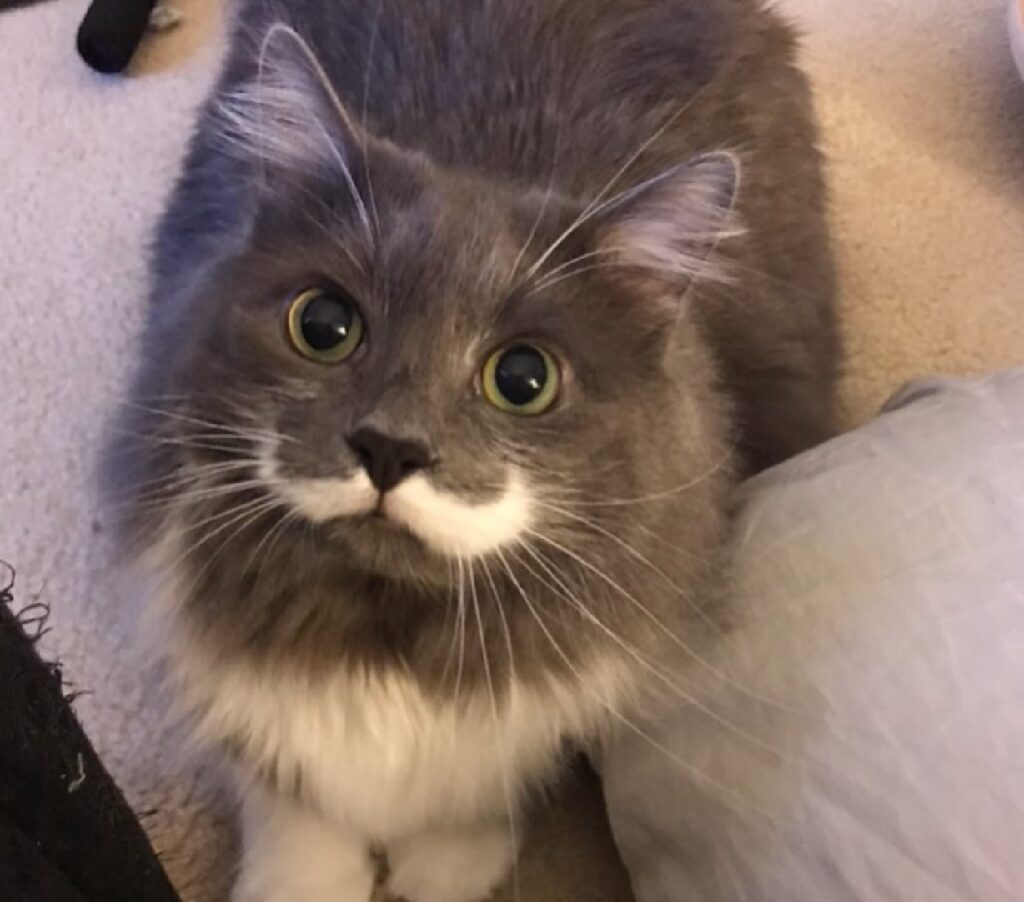 gatto grigio baffi bianchi