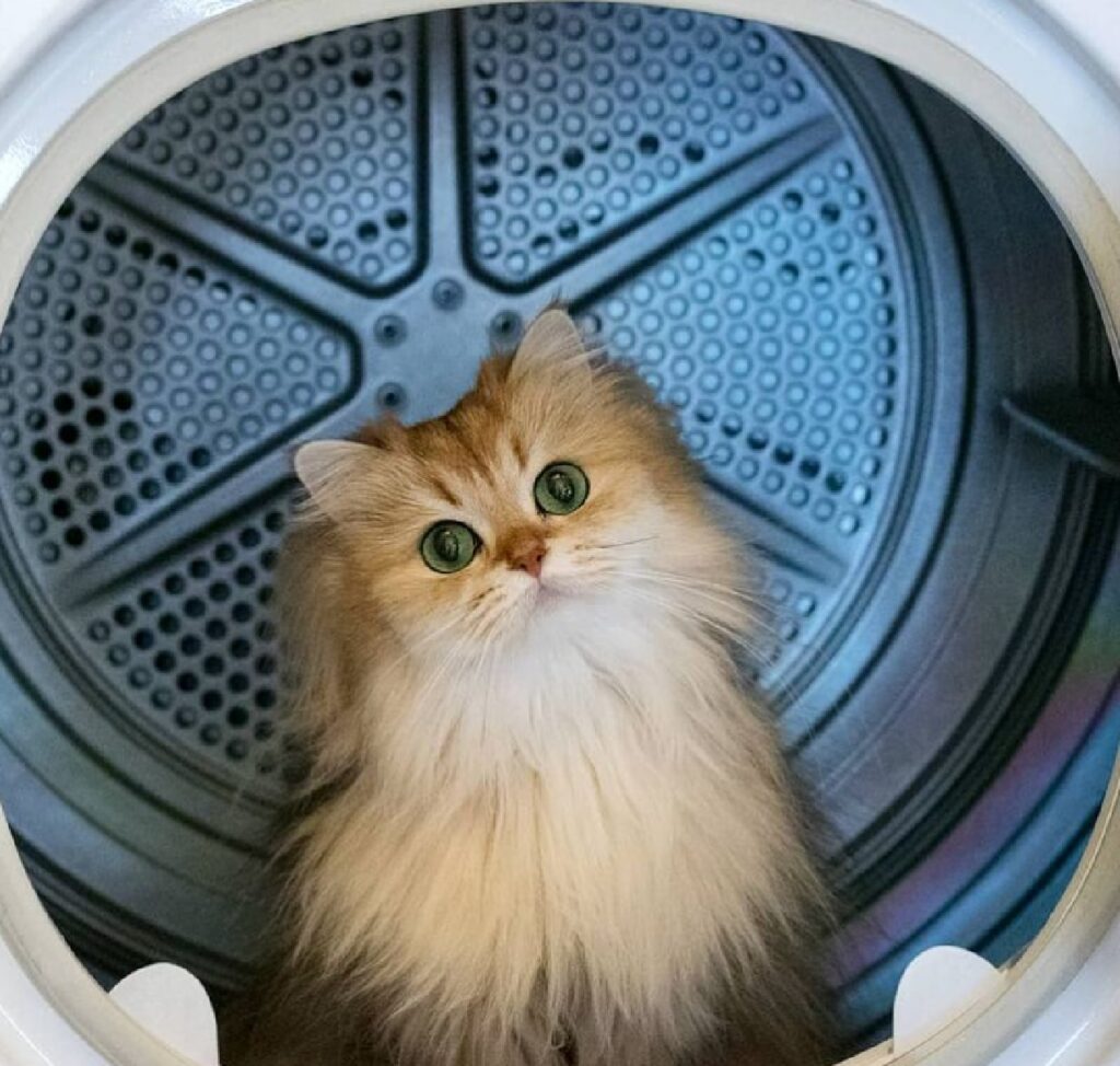 gatto dentro lavatrice