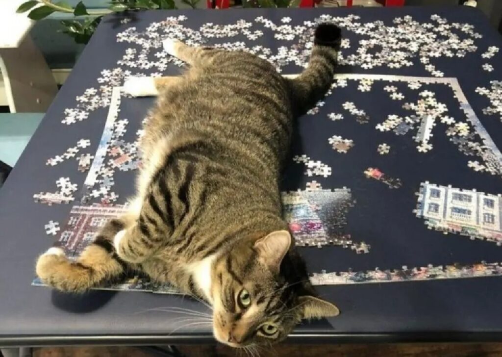 gatto non lascia completare il puzzle