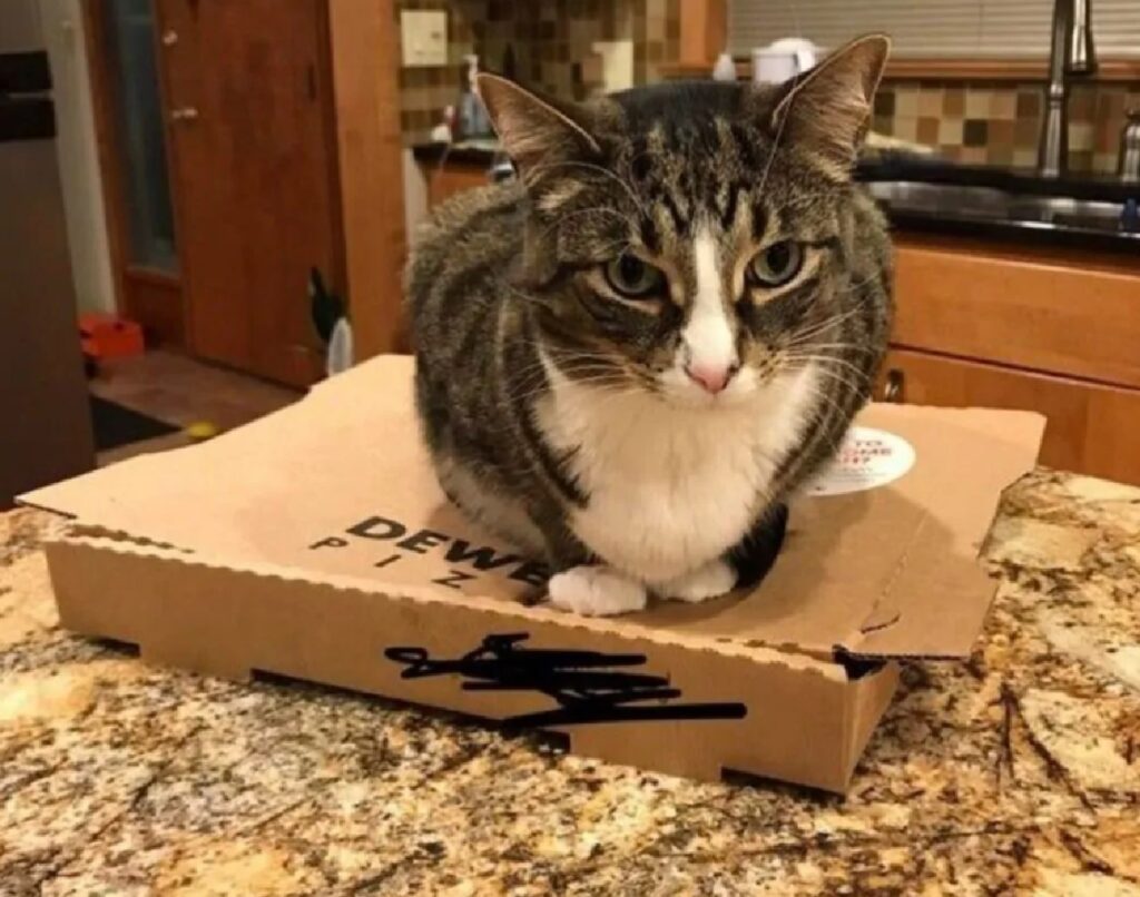 gatto non lascia mangiare pizza