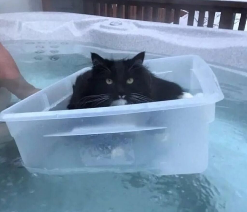 gatti stanno imparando a galleggiare