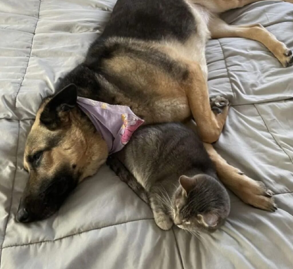 cane e gatto dormono