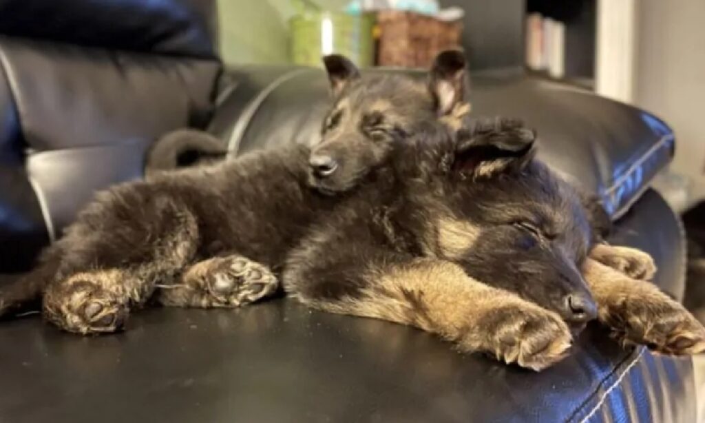 cagnolini cuccioli riposo