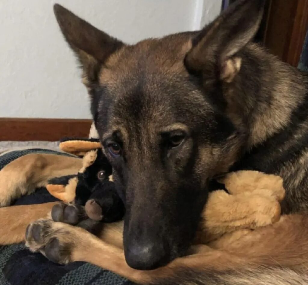 cane si coccola pupazzo