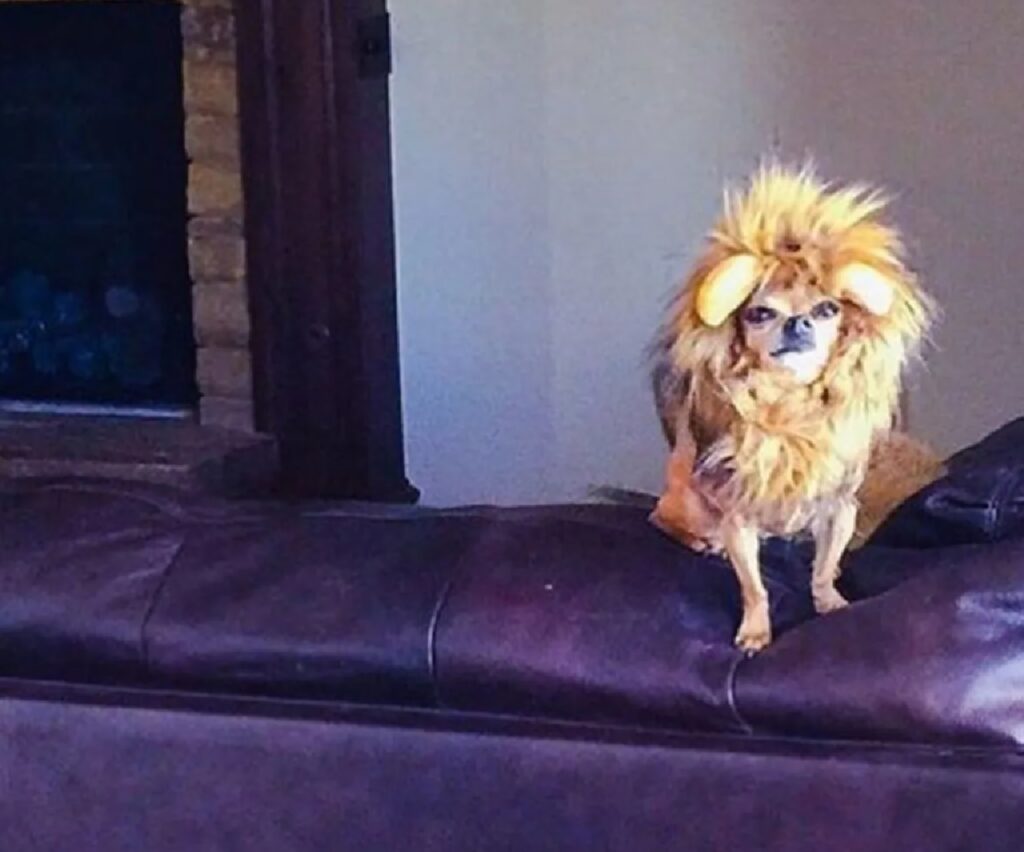 cane vestito da leone
