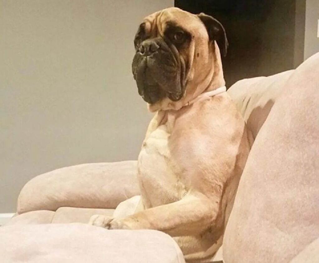 cane seduto altra parte divano