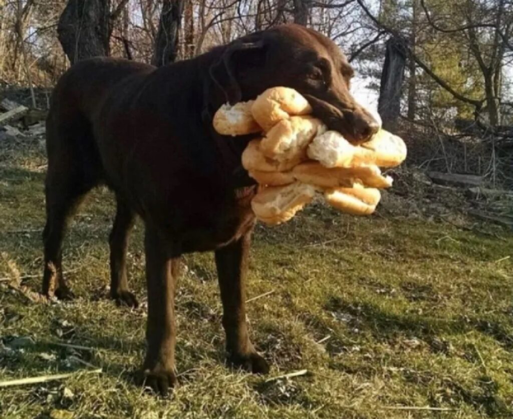 cane tanto pane in bocca