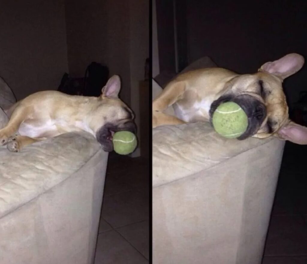 cane con palla in bocca