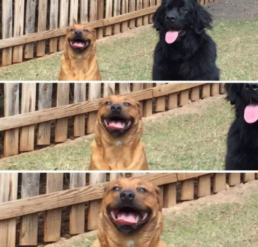 cagnolino sorriso trattenuto