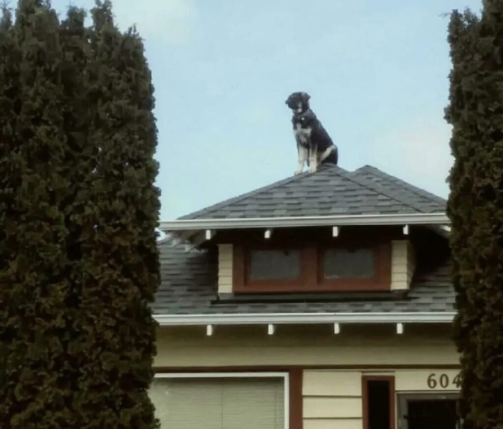 cane sul tetto di casa