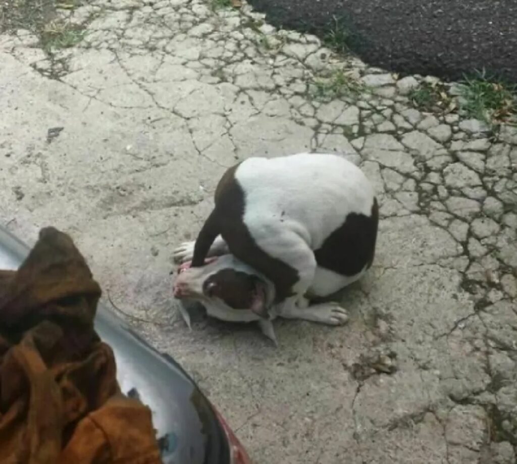 cane si morde coda da solo