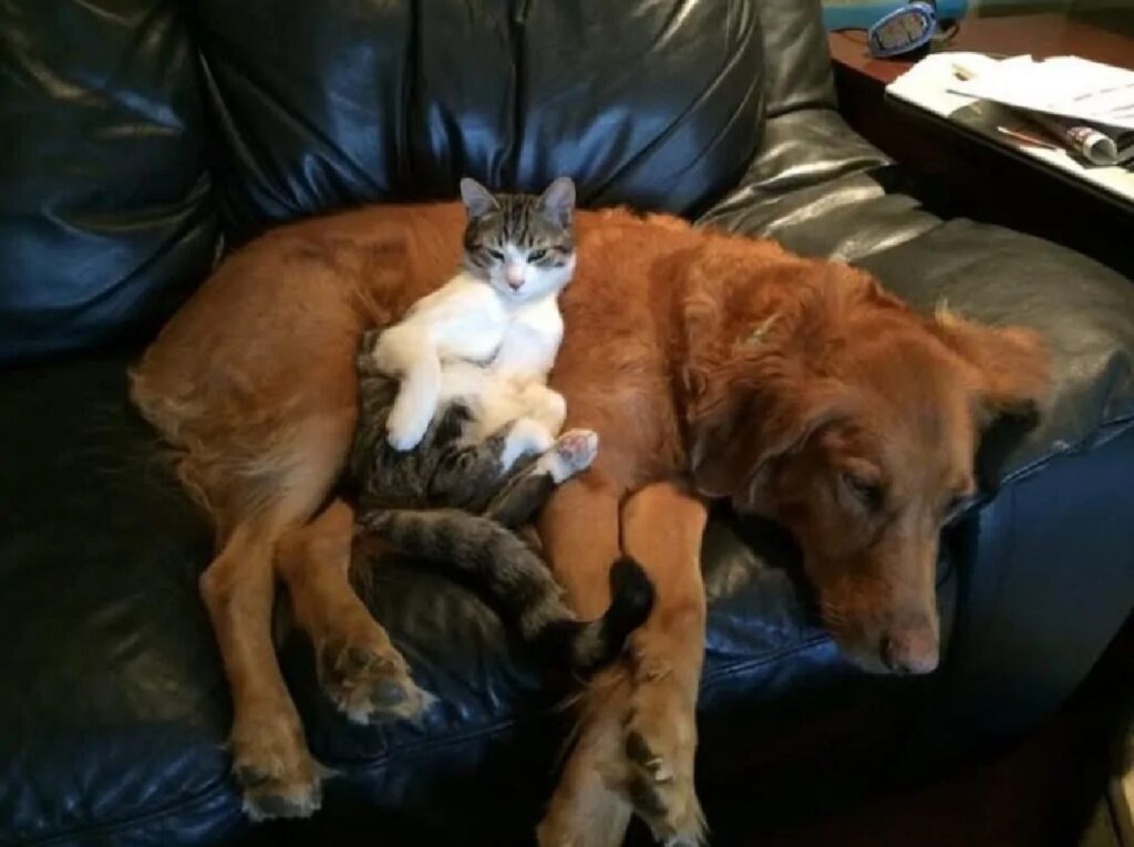 gatto comodo sul cane