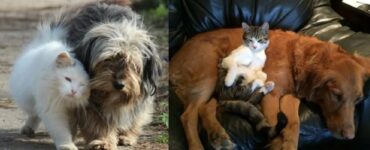 cani che possono sempre appoggiarsi agli amici gatti