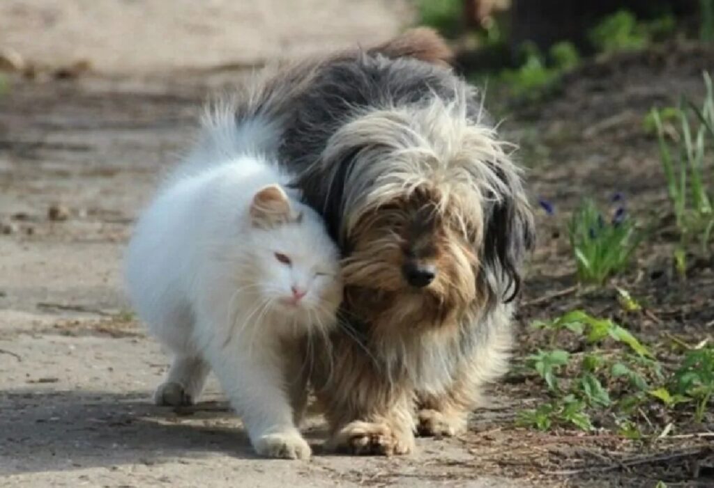 cane e gatto camminano assieme