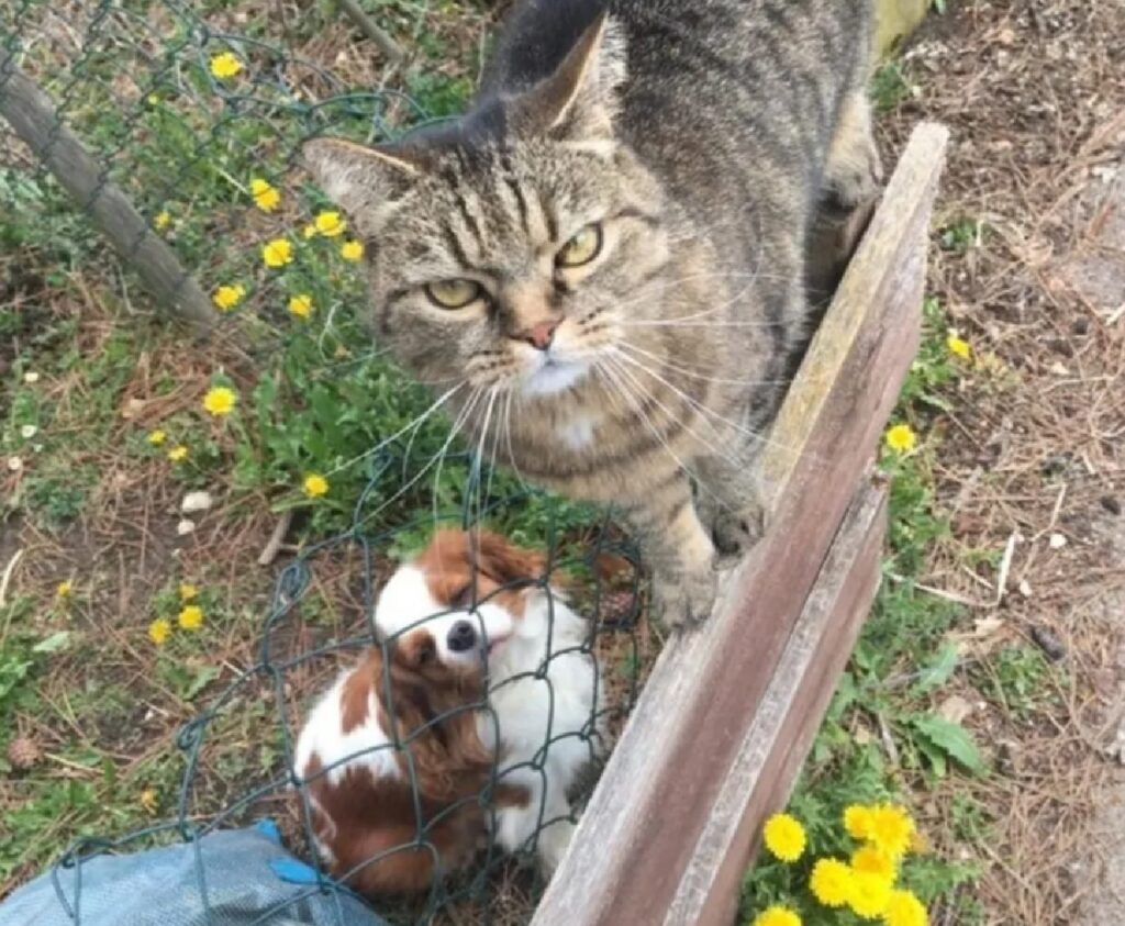 cane sotto micio recinzione