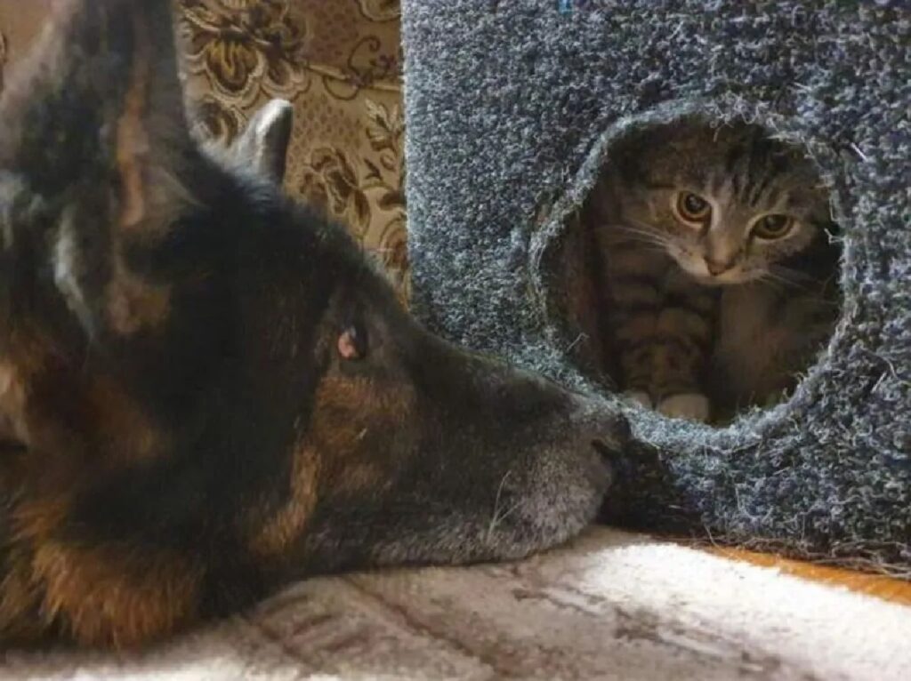 cane vuole entrare nella cuccia gatti