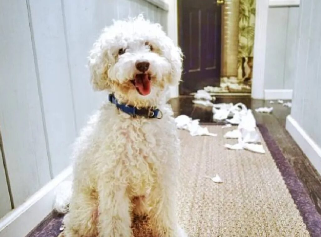 cane pelo bianco arricciato