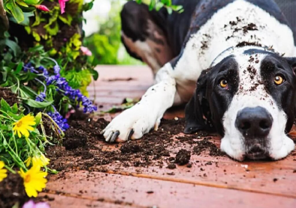 cane terra sul pavimento