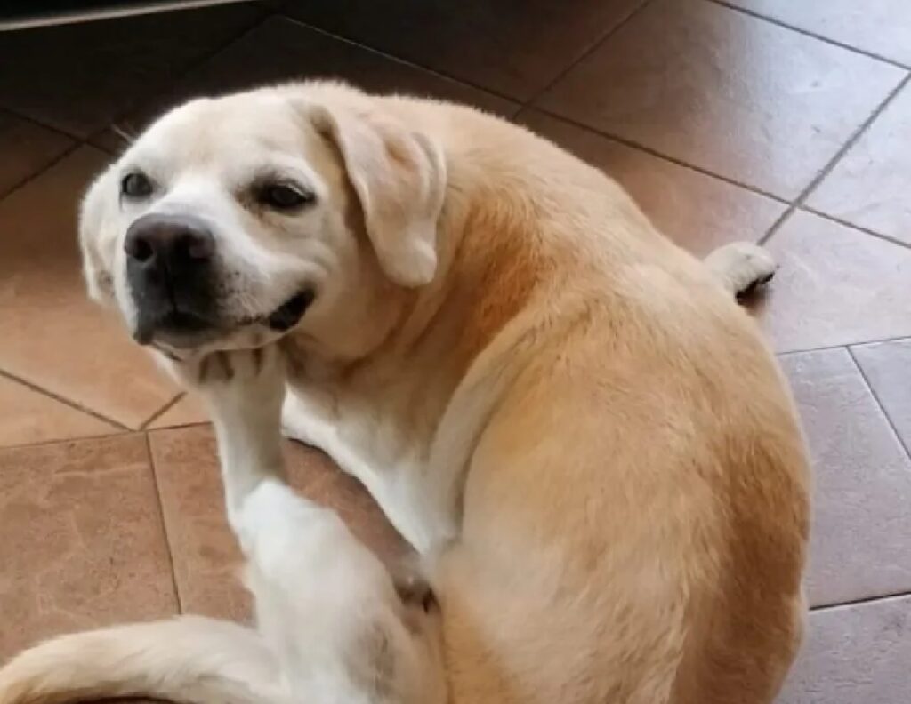 cane labrador si gratta il muso